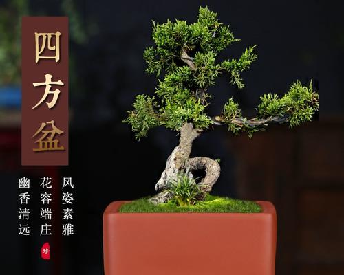陶瓷花盆适合种植哪些盆景树？如何选择合适的植物？