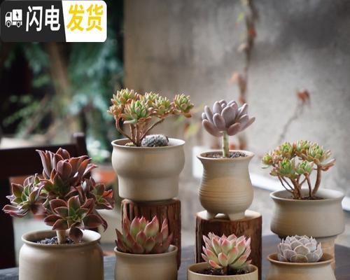 陶瓷花盆适合种植哪些盆景树？如何选择合适的植物？