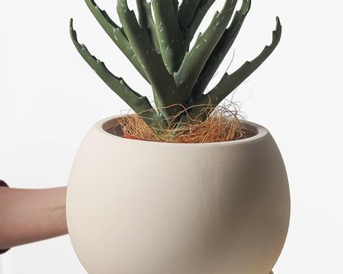 陶瓷花盆适合种植哪些盆景树？如何选择合适的植物？