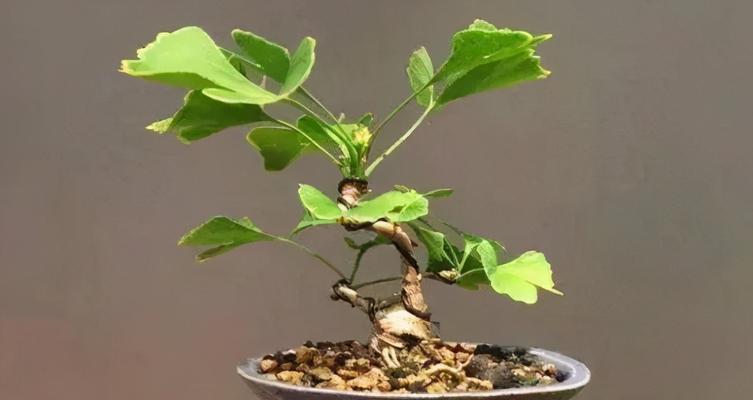银杏树盆景修剪技巧有哪些？如何修剪成理想的盆景形态？