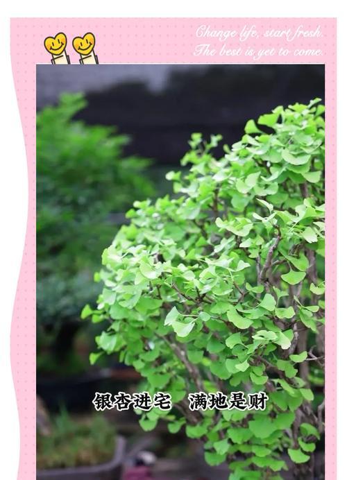 银杏树盆景修剪技巧有哪些？如何修剪成理想的盆景形态？