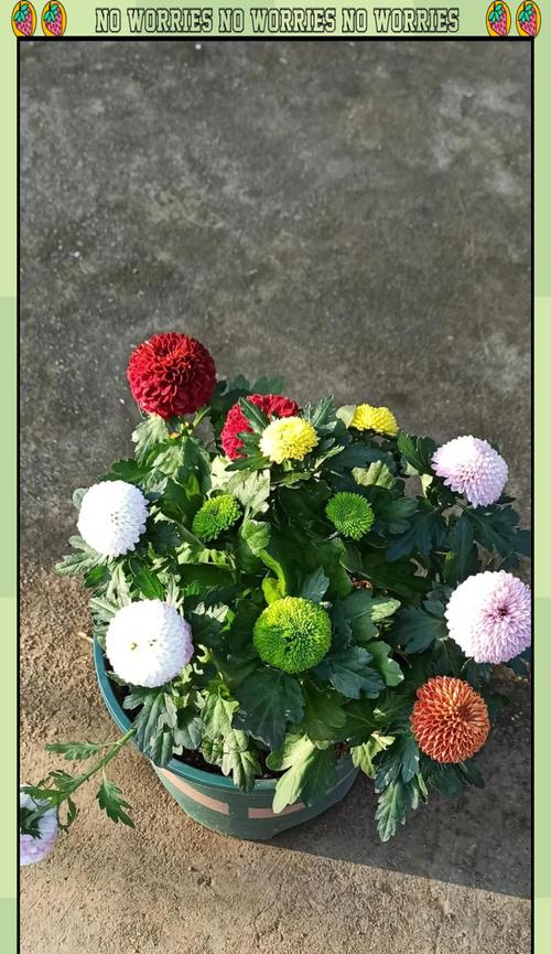 菊花换盆的最佳时机是什么时候？换盆过程中应注意什么？