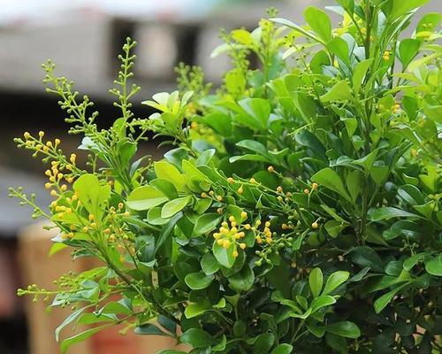 米兰花换盆的最佳时间是什么时候？换盆后如何护理？