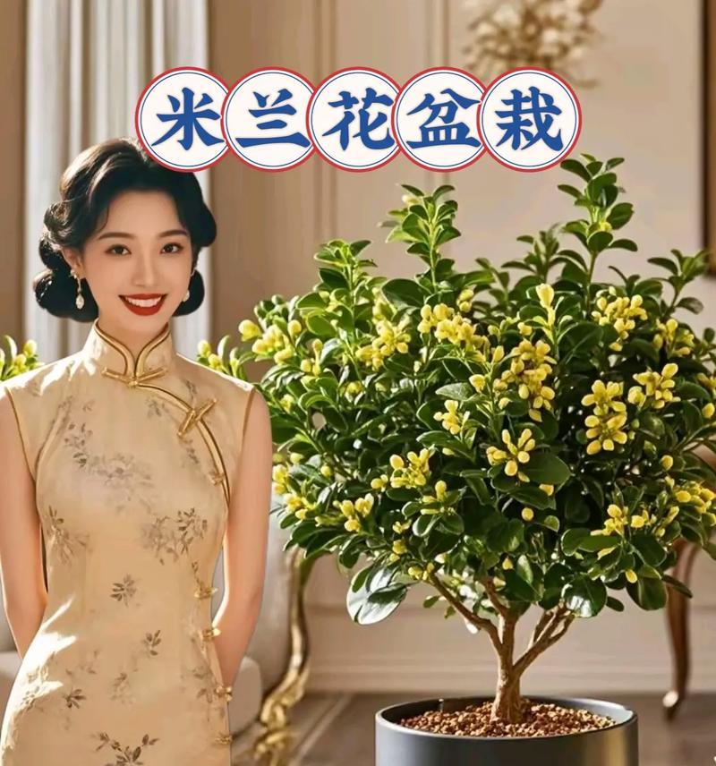 米兰花换盆的最佳时间是什么时候？换盆后如何护理？