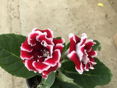 大岩桐花的繁殖方法是什么？如何提高大岩桐花的繁殖成功率？