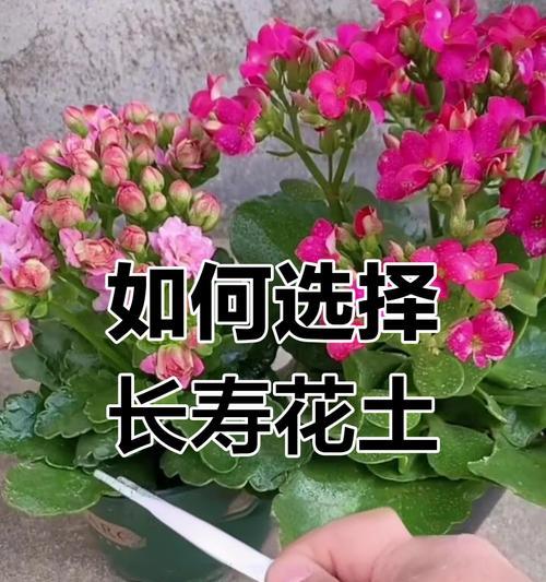 长寿花的栽培土壤选择是什么？如何进行长寿花的土壤配制？