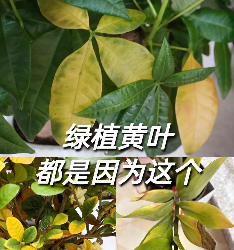 红掌叶子发黄的原因是什么？如何进行有效处理？