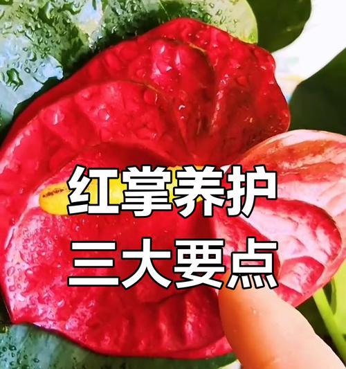 红掌叶子发黄的原因是什么？如何进行有效处理？