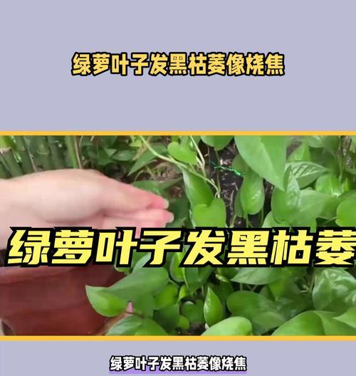绿箩叶子发黑的原因及解决办法？