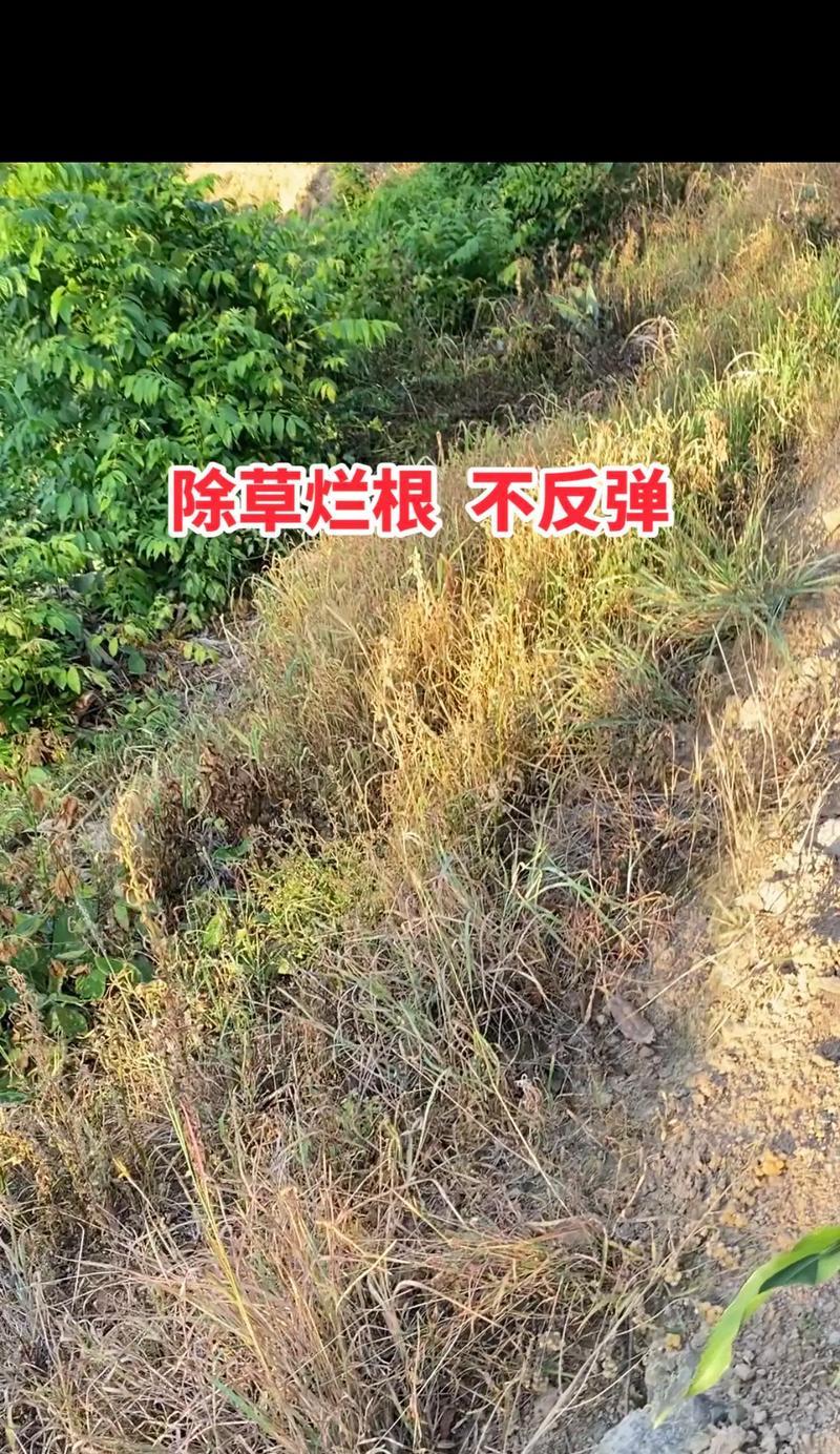 橡皮树烂根的处理方法是什么？如何预防烂根？