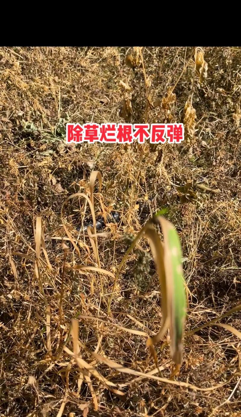 橡皮树烂根的处理方法是什么？如何预防烂根？