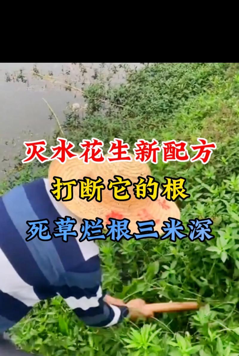 橡皮树烂根的处理方法是什么？如何预防烂根？