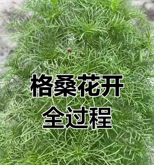 格桑花的最佳种植时间是什么时候？种植后多久能开花？