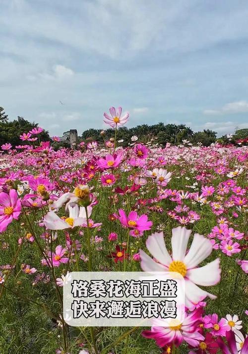 格桑花的最佳种植时间是什么时候？种植后多久能开花？
