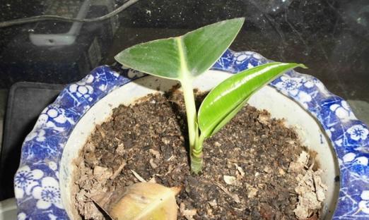 橡皮树插枝的正确方法是什么？橡皮树如何进行插枝？