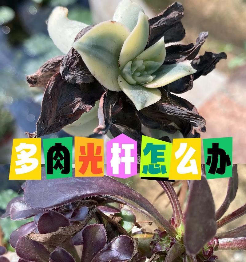 多肉植物的养护技巧有哪些？如何处理多肉植物的常见问题？