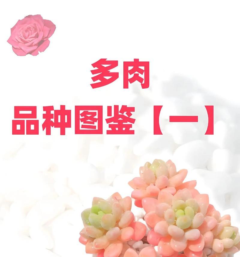 多肉植物的养护技巧有哪些？如何处理多肉植物的常见问题？
