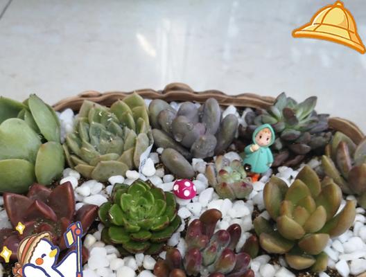 多肉植物的养护技巧有哪些？如何处理多肉植物的常见问题？
