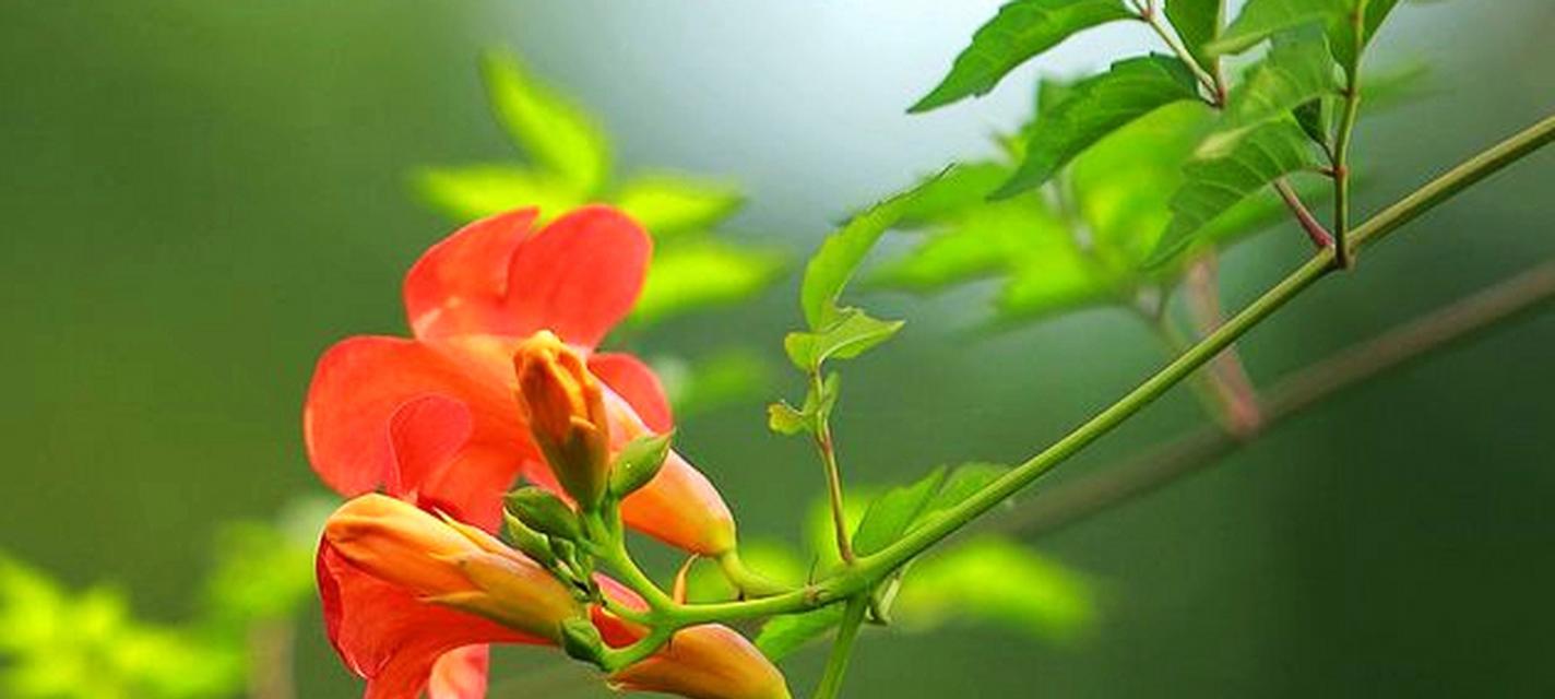 凌霄花的养殖方法有哪些？如何确保凌霄花健康生长？