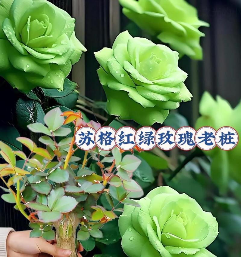 如何准确判断玫瑰花的开花时间？有哪些方法？