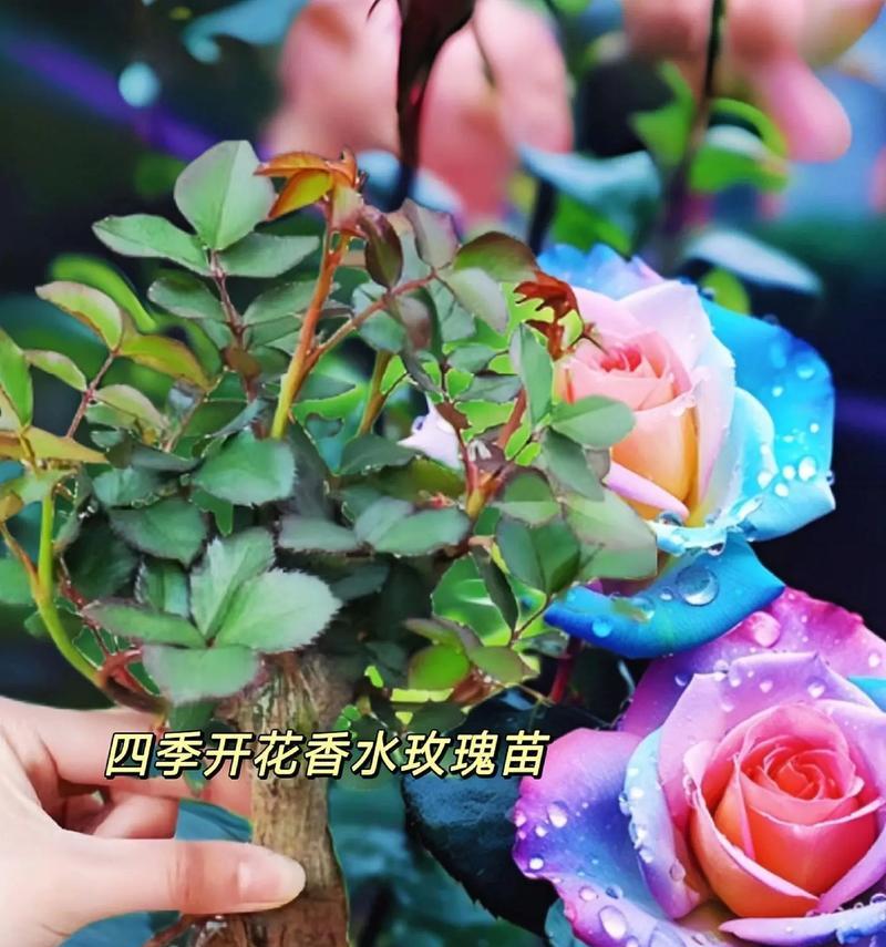 如何准确判断玫瑰花的开花时间？有哪些方法？