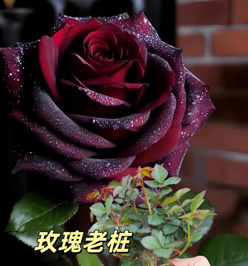 如何准确判断玫瑰花的开花时间？有哪些方法？