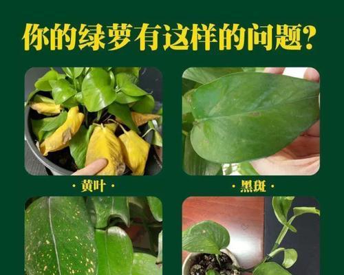 绿萝施肥应该使用哪种肥料？