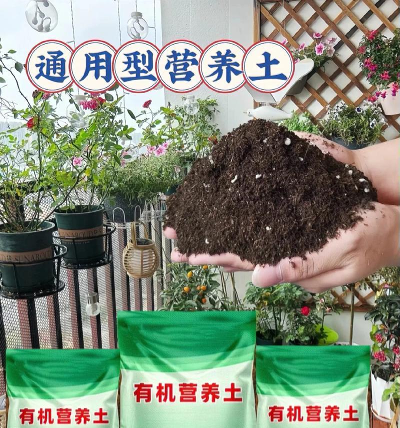 绿萝施肥应该使用哪种肥料？