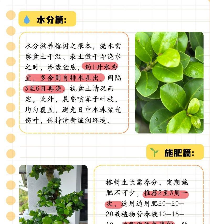 榕树属于哪一类植物？榕树的特性有哪些？