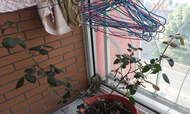 鲜玫瑰切花不开花的原因是什么？