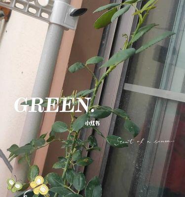 鲜玫瑰切花不开花的原因是什么？