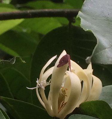 哪些树种在5月会开白花？
