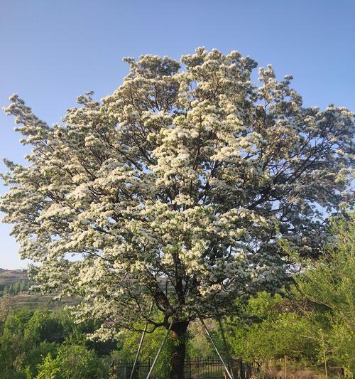哪些树种在5月会开白花？