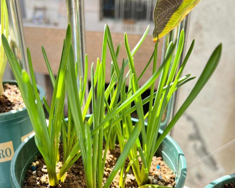 葡萄风信子的最佳种植时间是什么时候？种植方法有哪些？