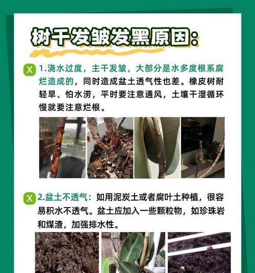 盆栽土壤板结如何处理？有哪些改善方法？