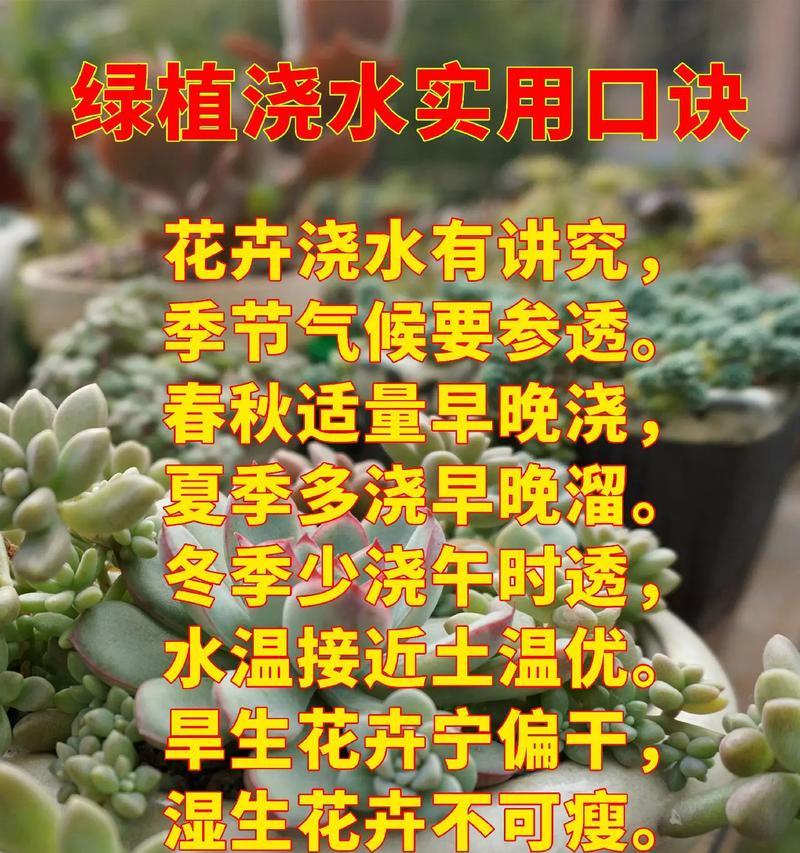 花卉养护的基本原则是什么？如何根据季节调整养护方法？
