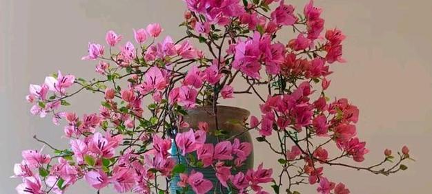 花卉养护的基本原则是什么？如何根据季节调整养护方法？