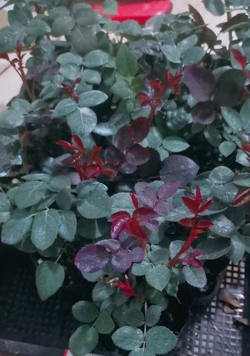 灌木月季修剪的最佳时机是什么时候？灌木月季修剪的技巧有哪些？