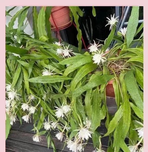 昙花养殖需要注意哪些要点？