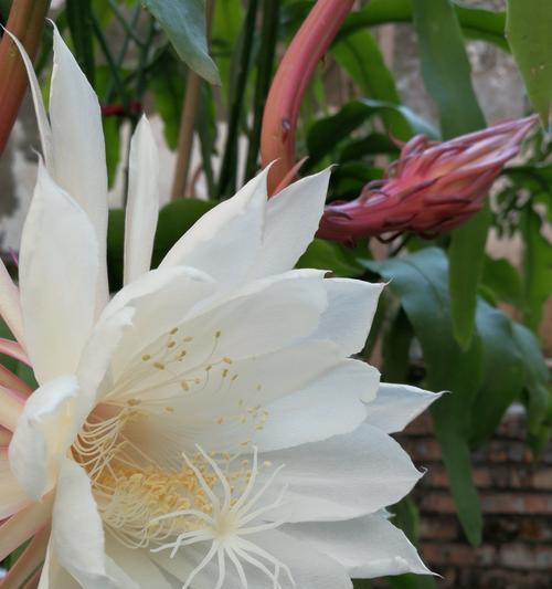 昙花养殖需要注意哪些要点？