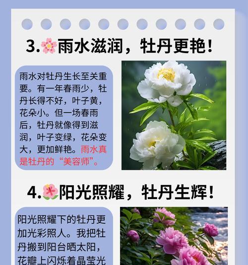 牡丹花的养殖技巧有哪些？如何让牡丹花开得更艳丽？