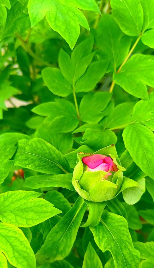 牡丹花的养殖技巧有哪些？如何让牡丹花开得更艳丽？
