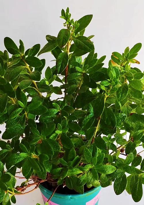 杜鹃花夏天怎么养？夏季护理杜鹃花的要点是什么？