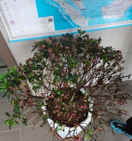 杜鹃花夏天怎么养？夏季护理杜鹃花的要点是什么？