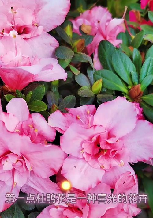 杜鹃花夏天怎么养？夏季护理杜鹃花的要点是什么？