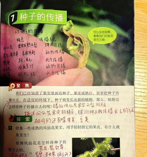 凤仙花发芽的最佳时机是什么时候？