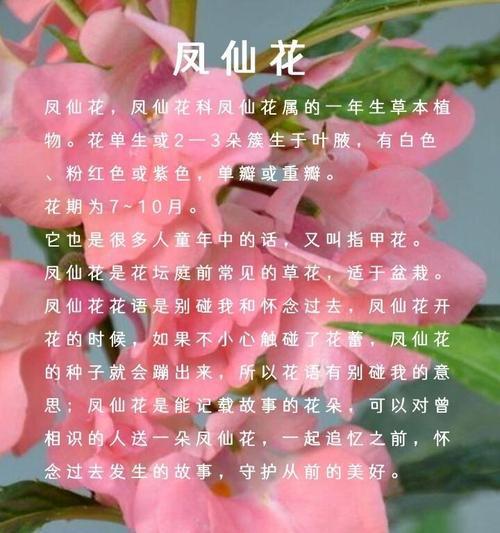 凤仙花发芽的最佳时机是什么时候？