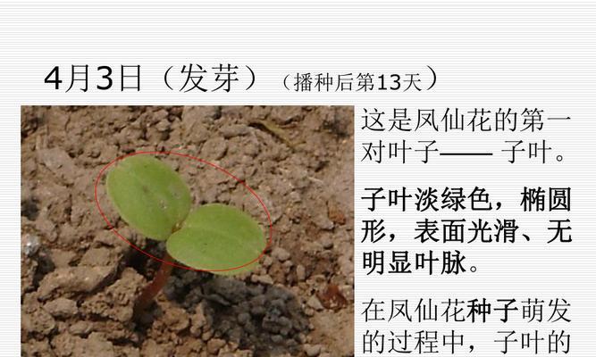 凤仙花发芽的最佳时机是什么时候？