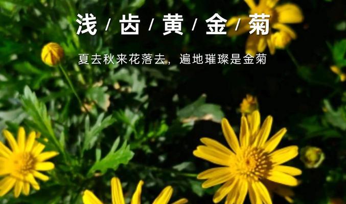 黄金菊的养护技巧有哪些？