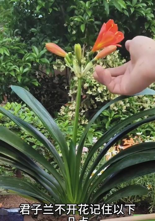 君子兰分株的最佳时机是什么时候？分株后如何管理？